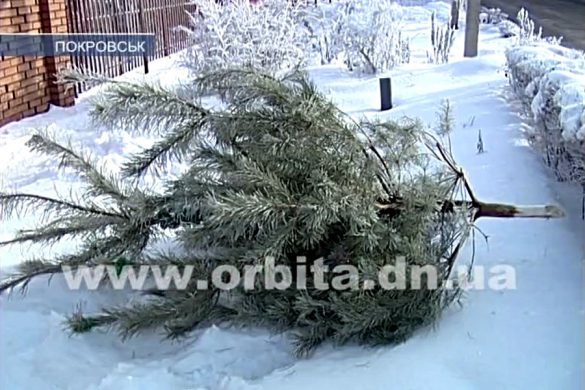 Какова судьба новогодних ёлочек?