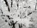 pogoda_zima_moroz_iney