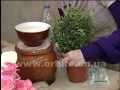 Как устроить полив комнатных цветов в ваше отсутствие