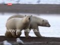 Какого цвета на самом деле белые медведи?
