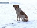 Проблема бродячих животных набирает обороты