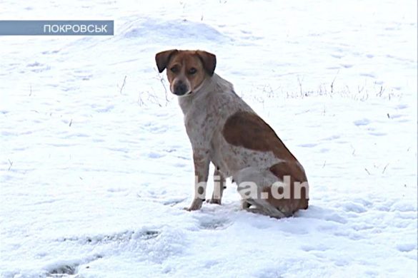 Проблема бродячих животных набирает обороты