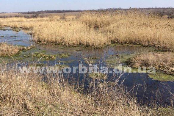Речку Казенный Торец в Покровском районе постигло экологическое бедствие