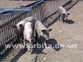 АЧС снова наступает – в области новые случаи гибели животных