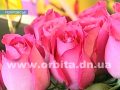 8 Марта на пороге. Недешевые цветы для дорогих женщин