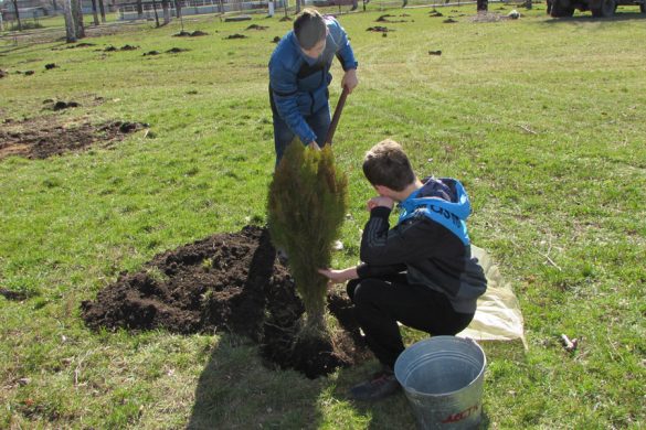Березовая роща пополнилась новыми деревьями. И не только березами