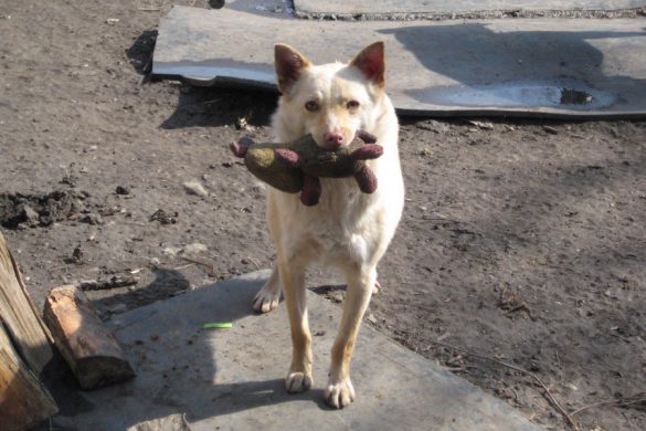 Общество защиты животных: с любовью к четверолапым