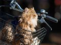 pogoda_teplo_vesna