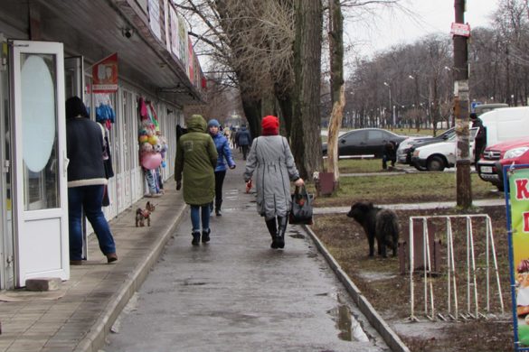 «Они нас кусают, а мы их кормим». В Покровске новые случаи укусов людей бездомными собаками