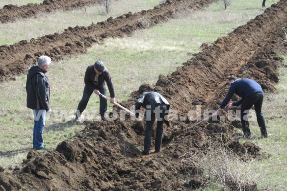 В поселке Шевченко появилась своя ореховая роща