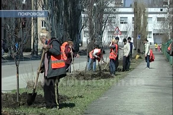 Вместо тополей – сливы. В Покровске высадили новые деревья