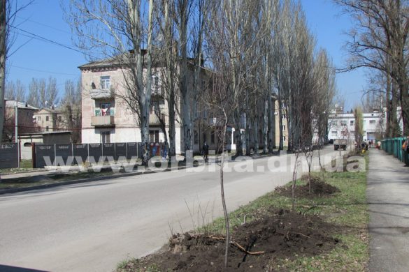 На улице Почтовой в Покровске вместо спиленных тополей высадили фруктовые деревья