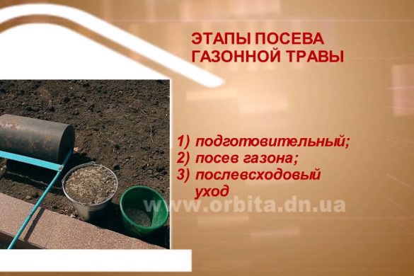 Как правильно сеять газонную траву