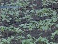 50 на 50: будет ли гречка снова в дефиците?