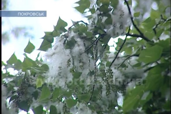 Пуховая атака, или Кто защитит «Пролисок» от тополей?