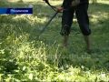 Власти Родинского организовали массовый покос травы и обеспокоены ситуацией в детсадах и больнице