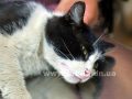 Учимся беречь домашних животных от теплового удара