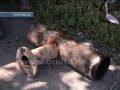 Почти месяц без воды: жители частного сектора ждут ремонта сети