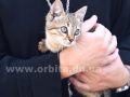 Как не сотворить кумира из четвероного друга 30.07.2017