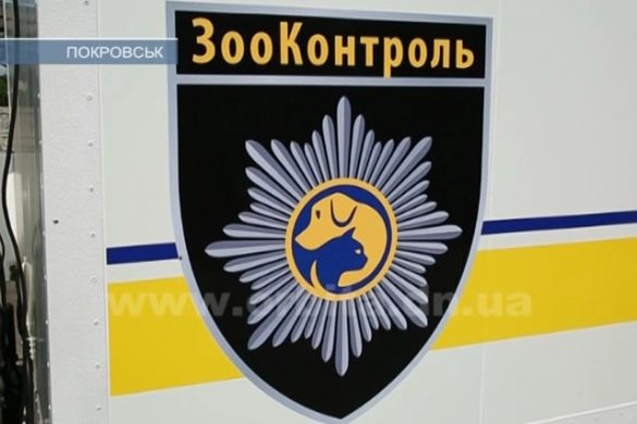 Простерилизуют, наденут клипсы и… отпустят. В Покровске работает «Зооконтроль»
