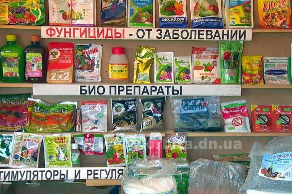 Как обезопасить виноград от болезней и вредителей