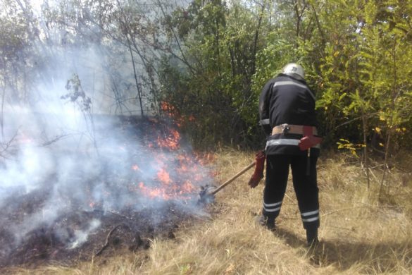 pojar_ekosistema