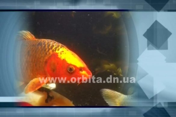 Новый взгляд 10.09.2017
