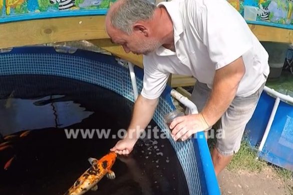 В Александро-Калиново выращивают кувшинки и разводят карпов кои