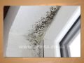 Учимся уничтожать грибок в откосах