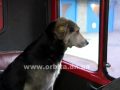 Жюля из Авдеевки – надежный друг спасателей