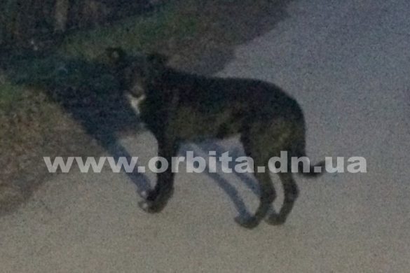 В Покровске на школьницу напала стая собак