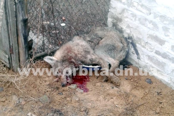 Нападение волка в Успеновке: подробности от очевидцев и комментарий Павла Жебривского