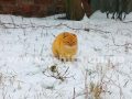 pogoda_zima