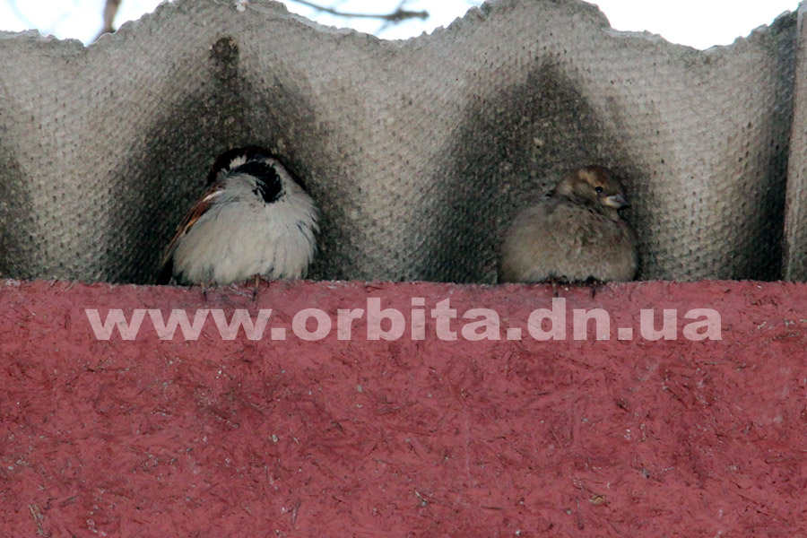 pogoda_vesna_vorobey