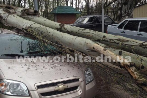 В Покровске упавшее дерево повредило автомобиль