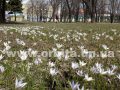 krokus