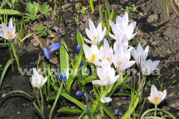 Раскрыта тайна появления крокусов на проспекте Мира в Покровске