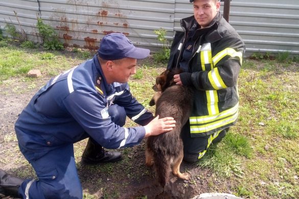 У Покровську рятувальники визволили собаку з глибокої ями
