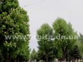pogoda_vesna