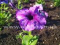 pogoda_vesna