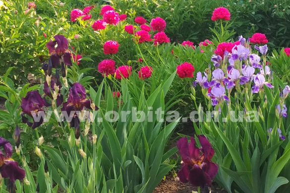 pogoda_vesna