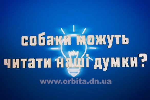 Собаки можуть читати наші думки?