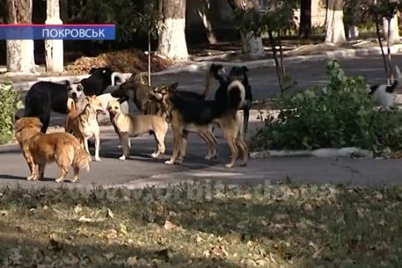 У Покровську від укусів собак постраждали дві дівчинки
