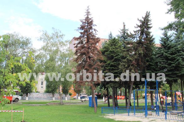 В центре Покровска засыхают пересаженные ели