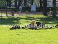 livnevka_10