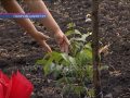 Не порозумілись: конфлікт сусідів закінчився загибеллю двох овець