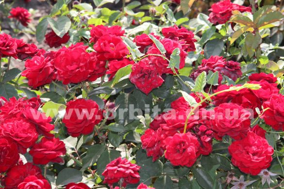 Покровск поддерживает имидж города роз