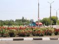 Королева квітів: клумби Покровська прикрашають 35 тисяч кущів троянд