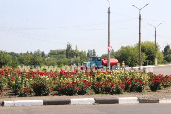 Королева квітів: клумби Покровська прикрашають 35 тисяч кущів троянд