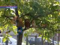 У Покровську визначають переможців міського конкурсу з благоустрою
